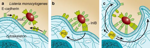 Pathogens Host Cell Invasion And Disease American Scientist