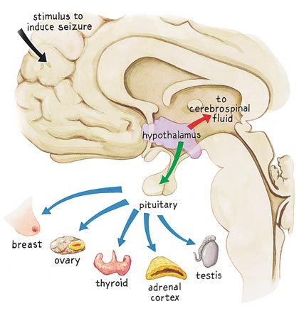 https://www.americanscientist.org/sites/americanscientist.org/files/200381492824_307.jpg