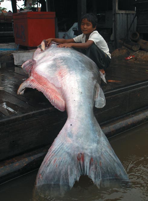 Largest freshwater fish ever caught hooked in Cambodia
