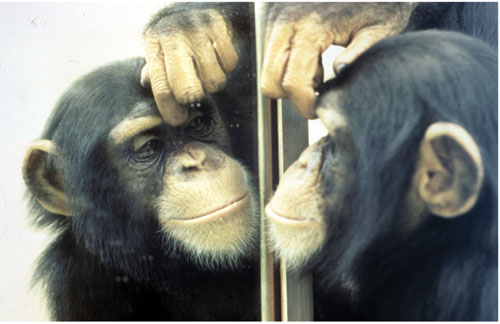 Monkeys Outperform Humans When It Comes To Cognitive Flexibility
