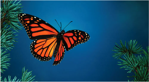 How Do Butterflies Fly?