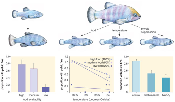 Endangered Pupfish Population Sinks In Latest Count At, 47% OFF