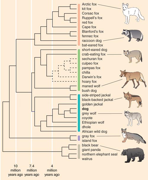 how did so many dog breeds evolve