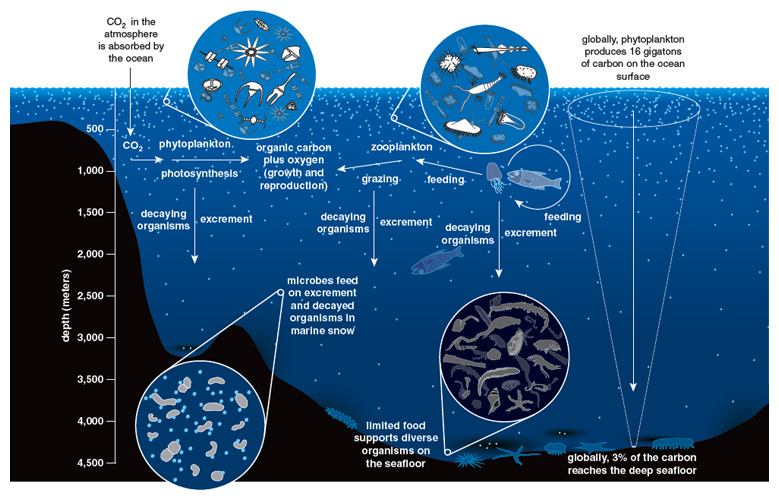 deep sea food chain