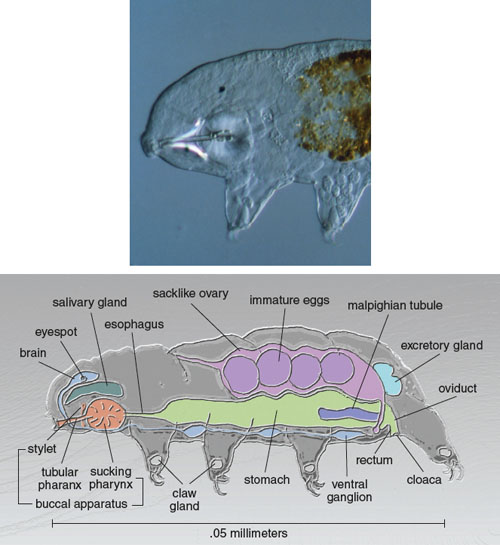 tardigrade size