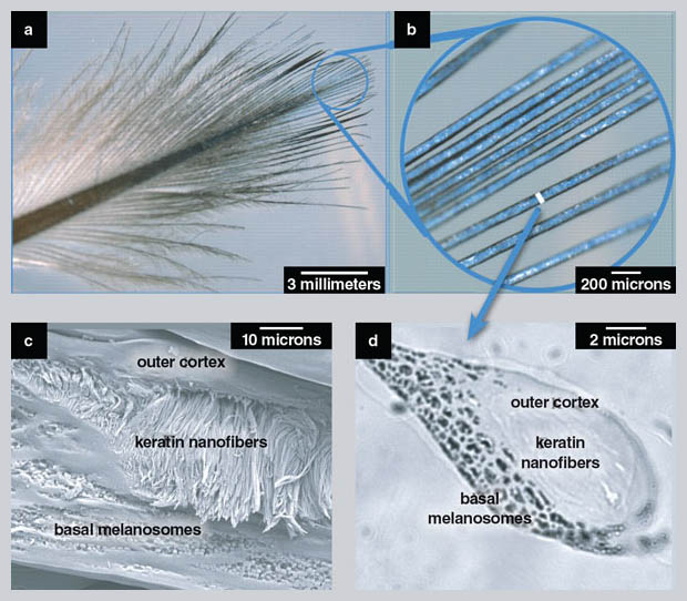 Smithsonian Insider – Yellow pigment in penguin feathers is chemically  distinct, spectroscopic studies reveal