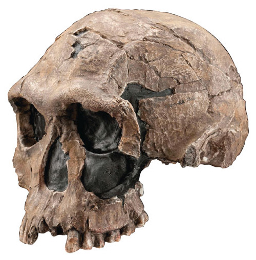 homo habilis tools and weapons