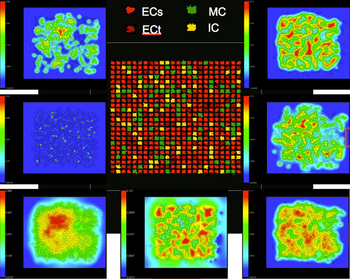 Virtual vasculogenesis: a control model of early embryonic vascular plexus formation. Adapted from "A Computational Model Predicting Disruption of Blood Vessel Development" by and courtesy of Nicole Kleinstreuer. Center frame displays the first virtual step in a progression of interactions between endothelial cells (<em>red</em>), mural cells (<em>green</em>), and inflammatory cells (<em>yellow</em>). Around the outside, 7 images show the transformation after 5,000 Monte Carlo Steps in the simulation, each one showing the concentration (<em>low to high, which is blue to red</em>) of a different molecular signal that regulates the emergent capillary network.