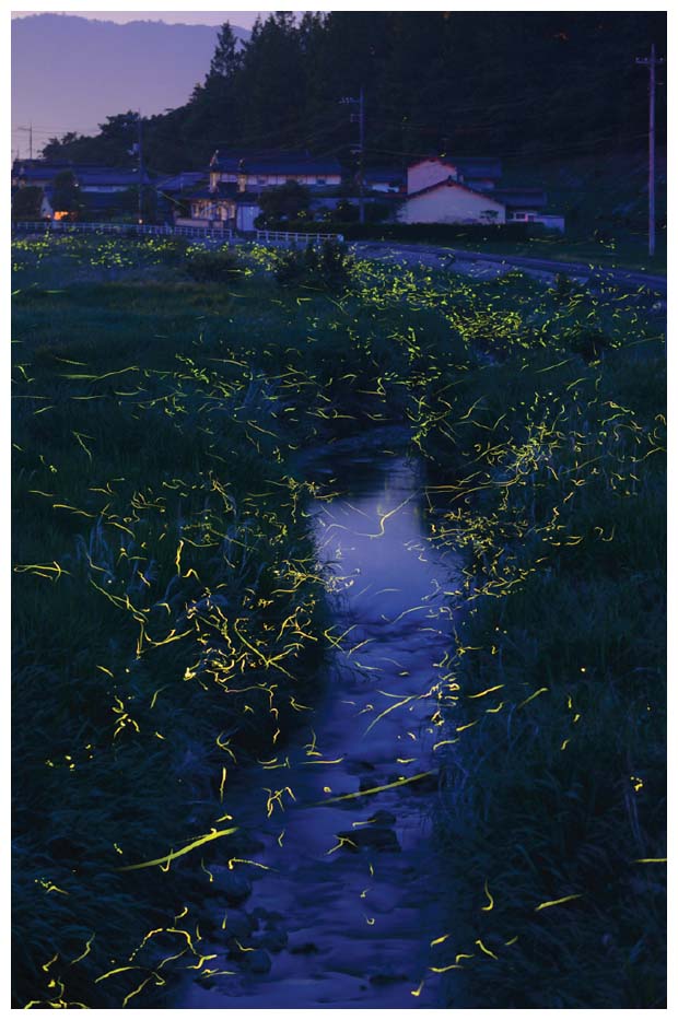 <strong>From <em>Silent Sparks</em>; photo by Tsuneaki Hiramatsu, 2012.</strong>