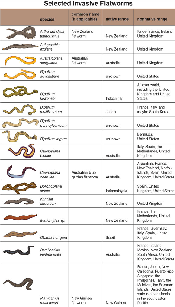 types of flat worms