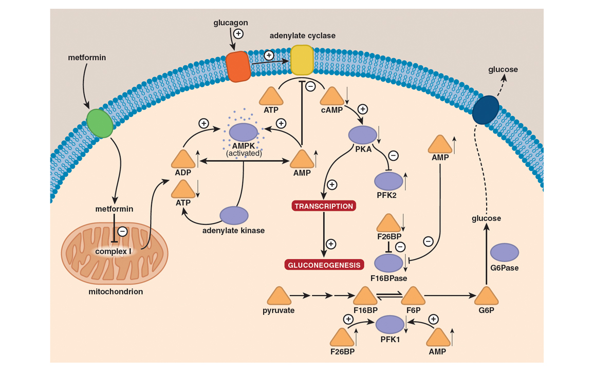 Metformin Out of Backwaters and into the Mainstream   American ...