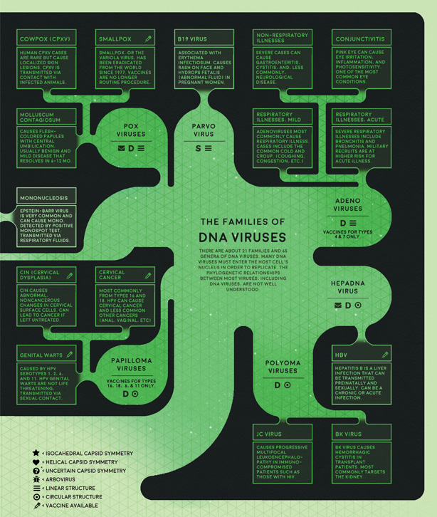 Viruses And Vaccines A Basic Flowchart Of Viral Families American Scientist