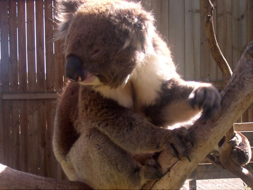 Stopping koala extinction is agonisingly simple. But here's why I'm not  optimistic