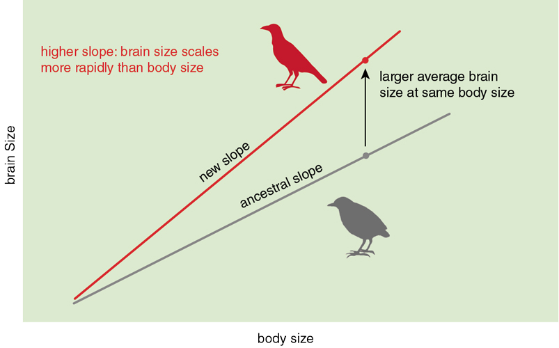 Bird Brain Evolution