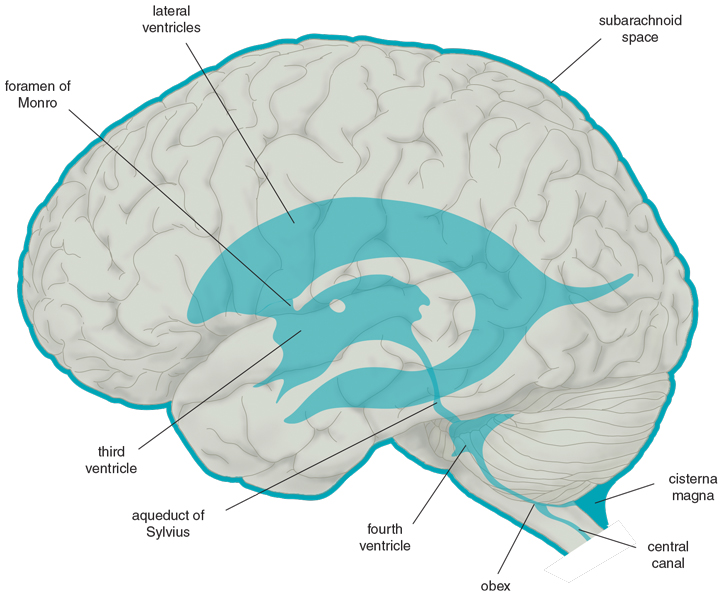 The Early Years of Brain Imaging | American Scientist